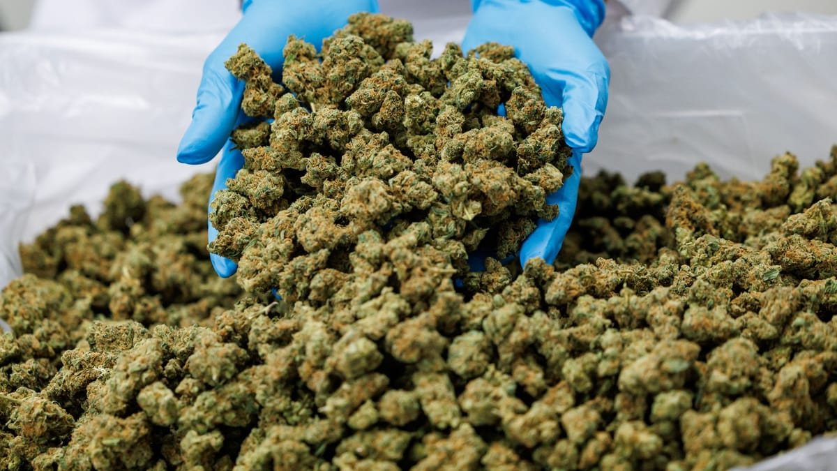 Linnemann drängt auf strengere Regeln für Medizin-Cannabis