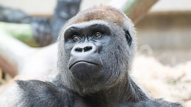 Zwei Gorillas im Zoo Basel totgebissen – Silberrücken greift Artgenossen an