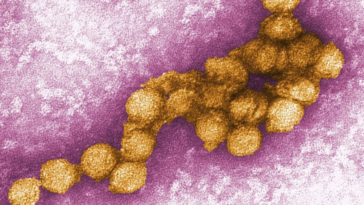 Mehr als 1.000 West-Nil-Virus-Fälle in Europa registriert