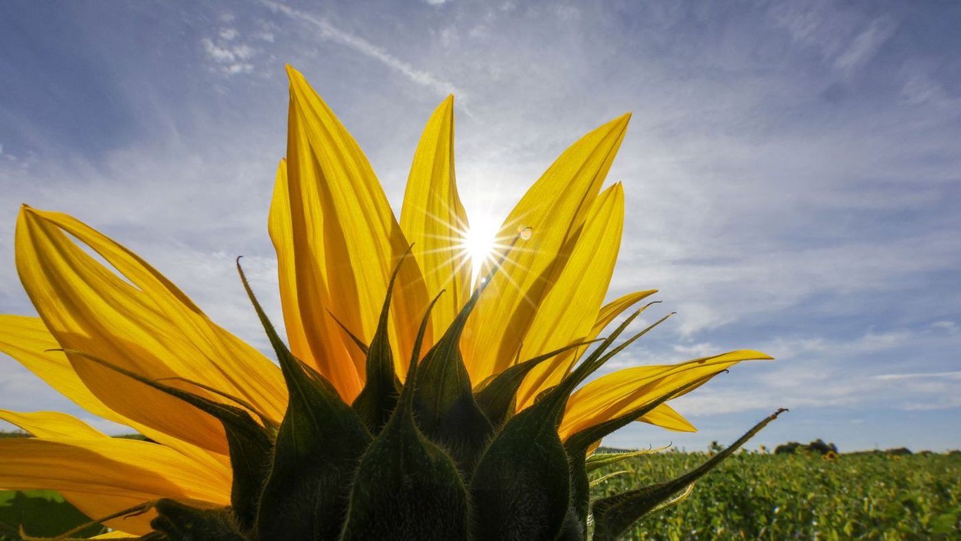 Spätsommer in Baden-Württemberg: Bis zu 31 Grad und viel Sonne