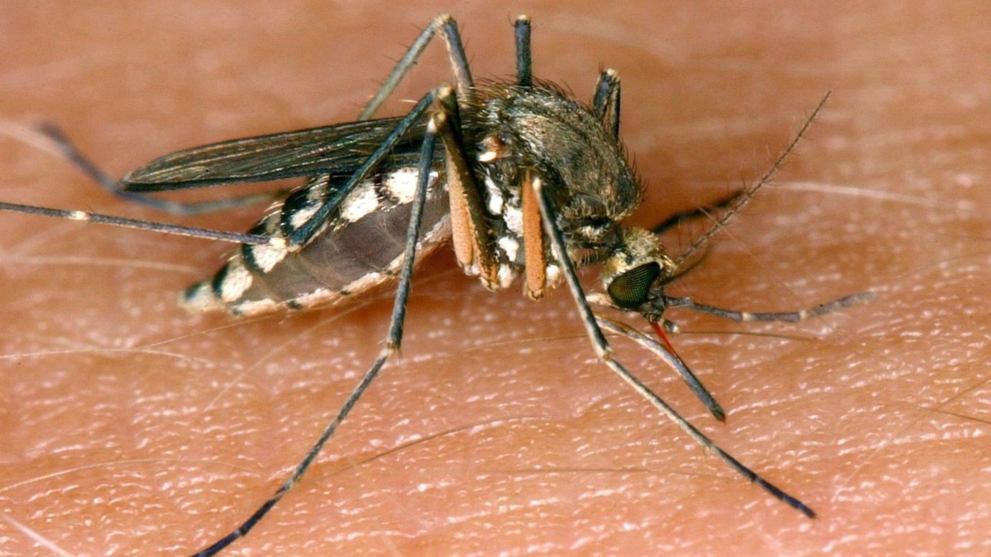 West-Nil-Virus erstmals bei Menschen in Baden-Württemberg nachgewiesen