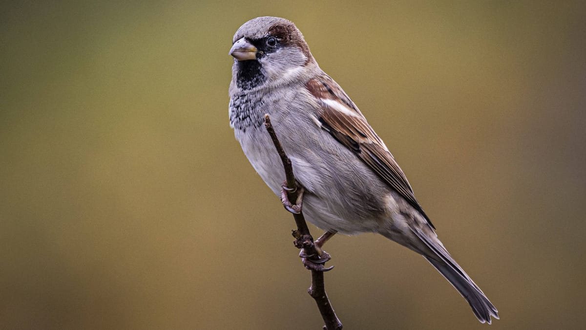 Haussperlinge verschwinden aus deutschen Städten