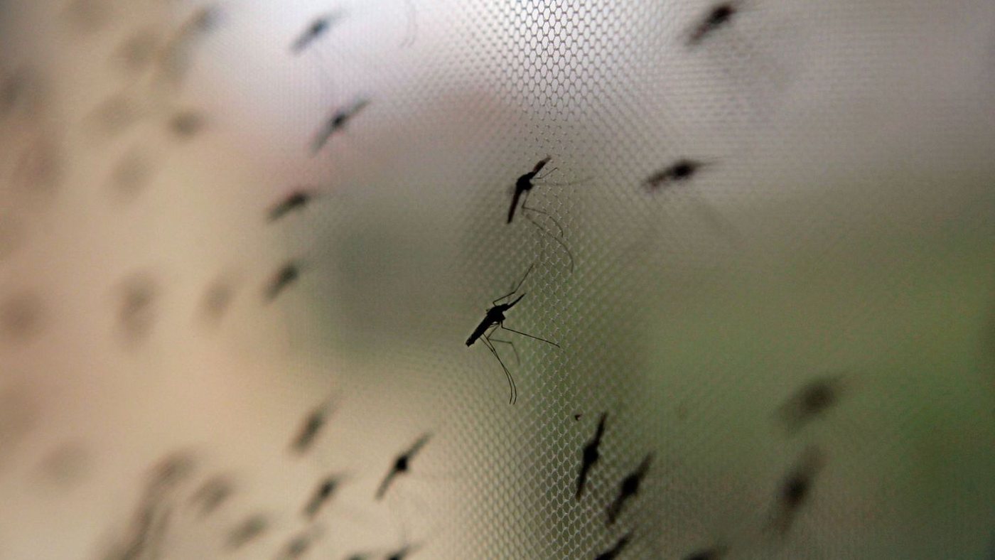Malaria am Flughafen: Klimawandel spielt nur kleine Rolle