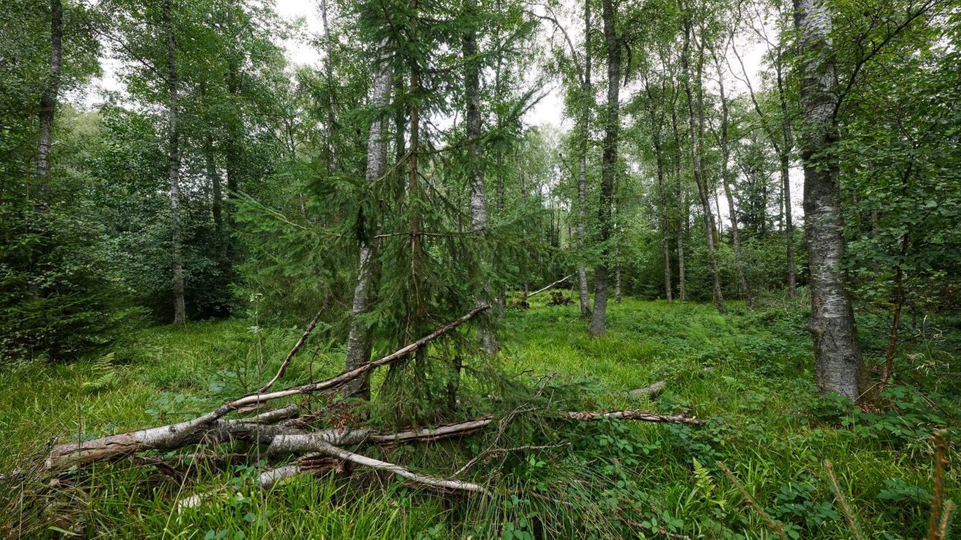 Streit um Nationalpark Rothaarkamm: Kreis Siegen-Wittgenstein ringt um Bewerbung